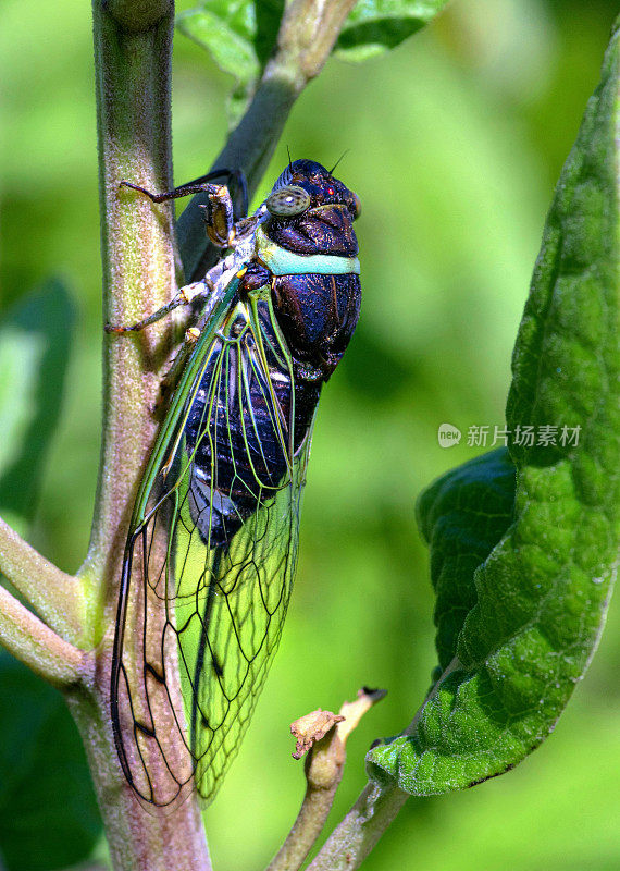垂直特写的蝉，有透明的翅膀和浅蓝色的脖子在树枝上