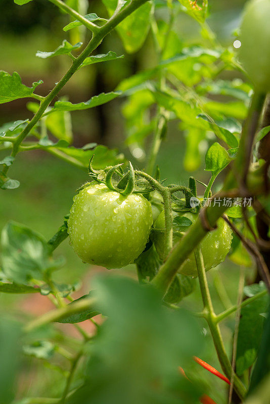 美丽的新鲜的家庭种植的地球番茄在早上从它的树上健康生长的照片