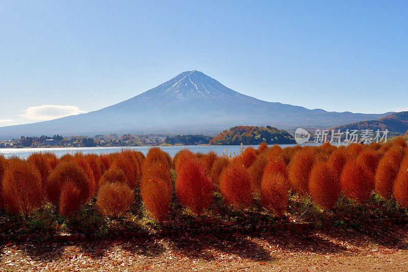 山梨县川口湖畔的富士山和五彩缤纷的高山