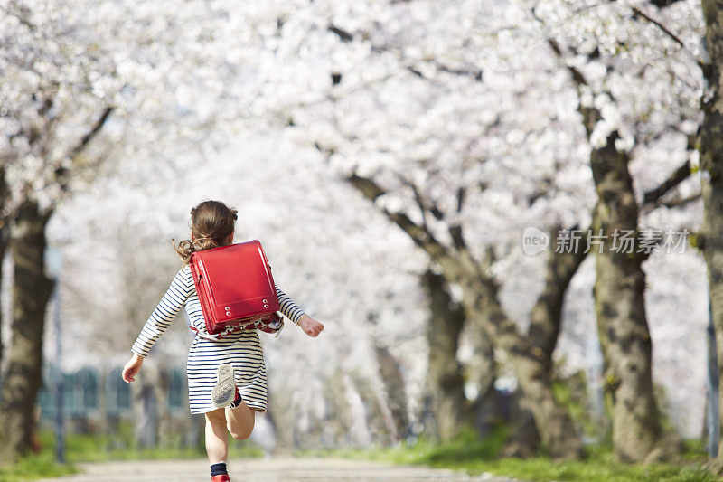 一个小学女孩沿着樱桃树两旁的街道奔跑的背影