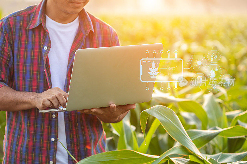 在玉米地里工作的亚洲农民，男子用笔记本电脑检查或分析种植后的玉米幼苗。农业技术概念