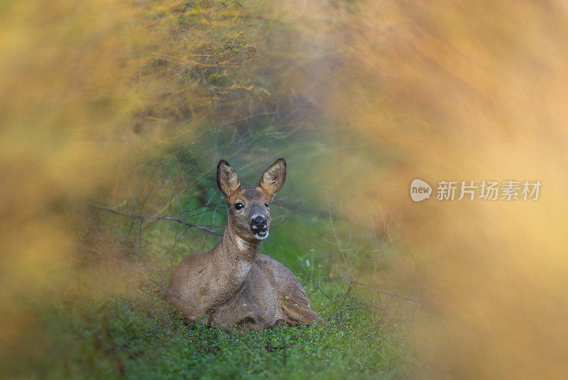 Doe躺在芦笋地里