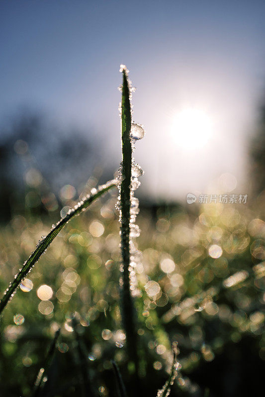 背光冬日阳光冰晶在冻结的冬季花园草坪。