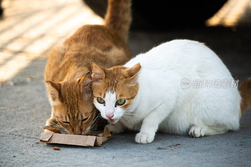 猫在外面吃东西