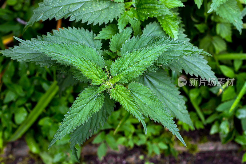 雨后嫩绿潮湿的荨麻。荨麻，一种药用植物，用作止血、退热、利尿剂。