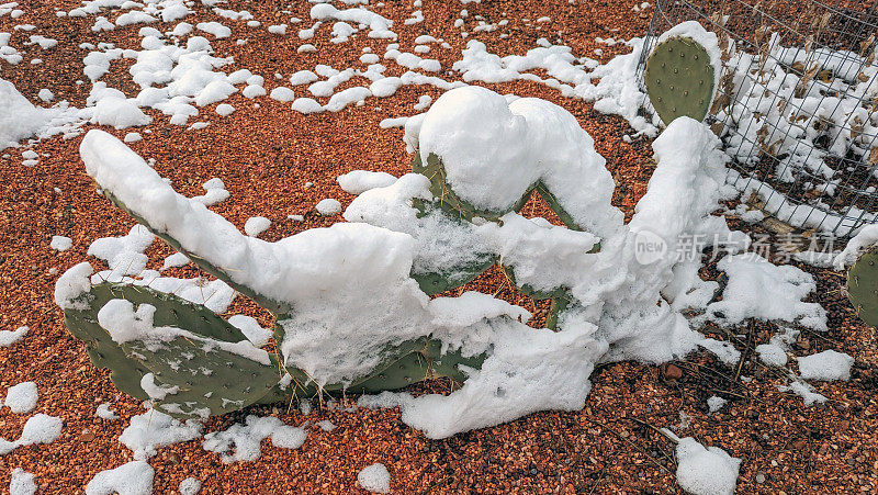 雪在仙人掌在锡安国家公园人类历史博物馆的风景驱动器