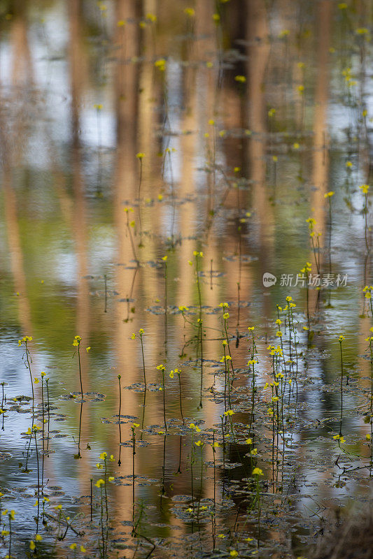 森林池塘与许多黄色漂浮的狸草和树木反射，重点在前景