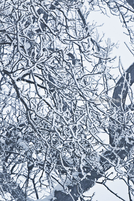 树枝上的雪和霜
