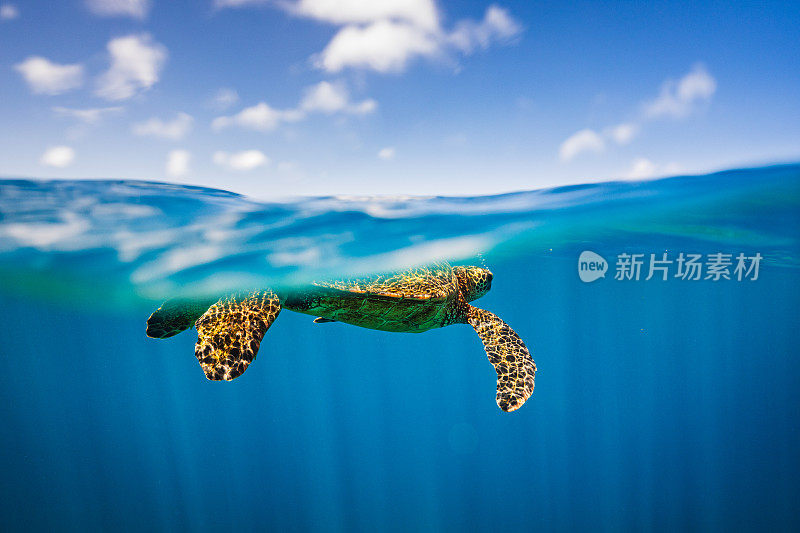 从水下看在海洋表面游泳的绿海龟