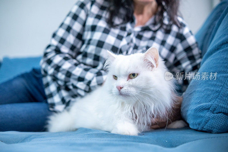 一名妇女和她的宠物——土耳其安哥拉猫玩耍。