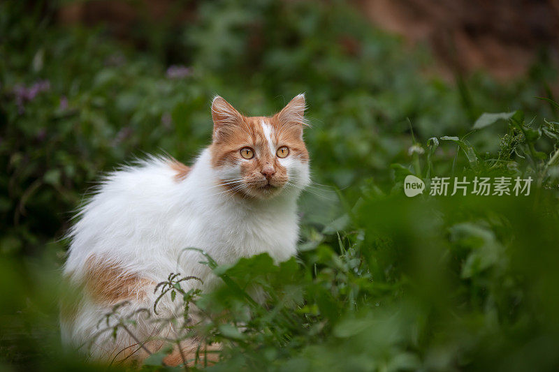 生姜流浪猫是在大自然。