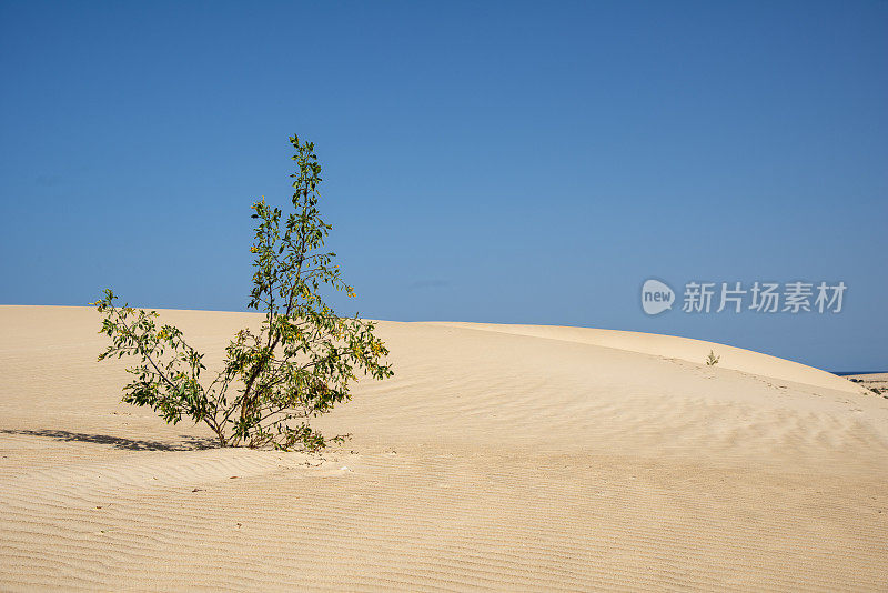 富埃特文图拉沙漠沙丘中植物的生存之战