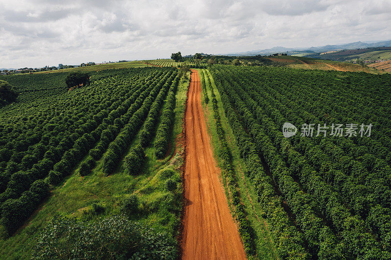 咖啡种植园之间的乡间小路