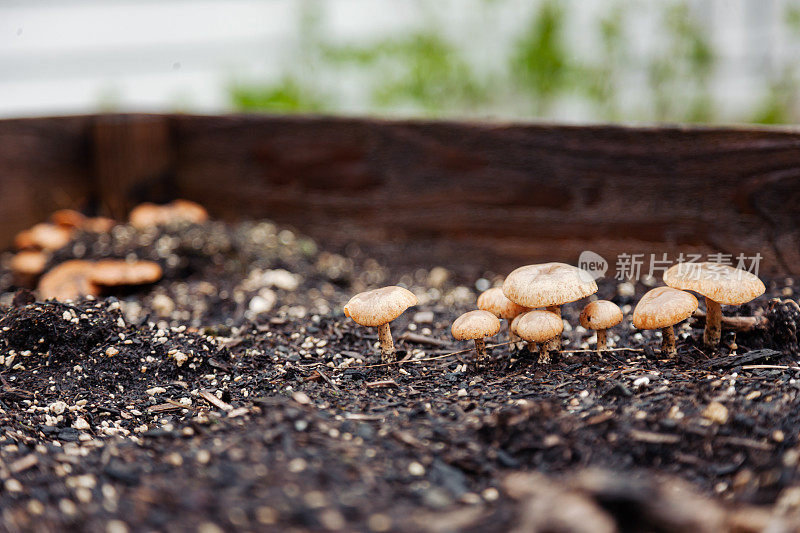 一群生长在新鲜土壤中的蘑菇