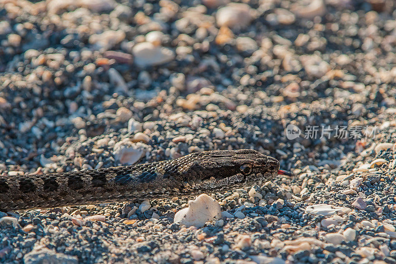 加拉帕戈斯费尔南地纳蛇;背蝇或伪背蝇。蓬塔埃斯皮诺萨，费尔南迪纳岛，加拉帕戈斯群岛