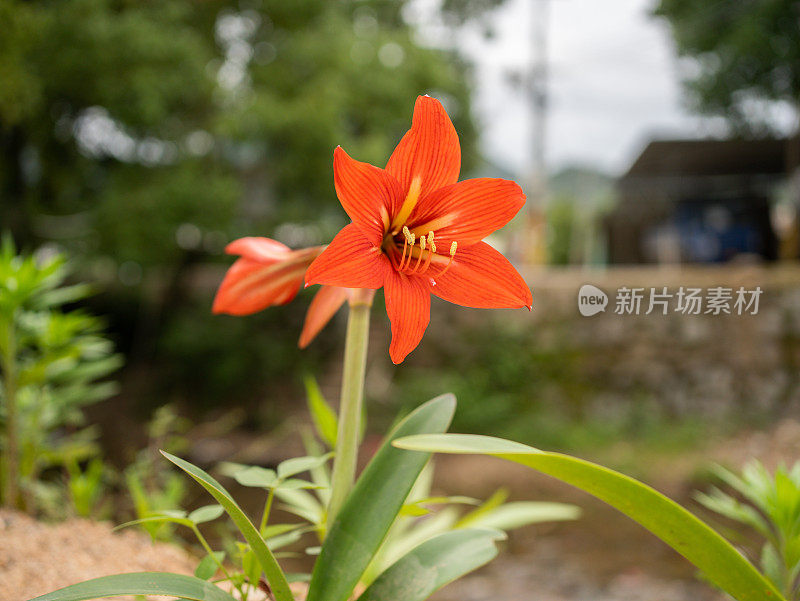 荷兰Hippeastrum