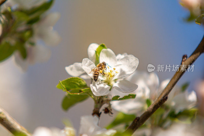 蜜蜂在苹果花上