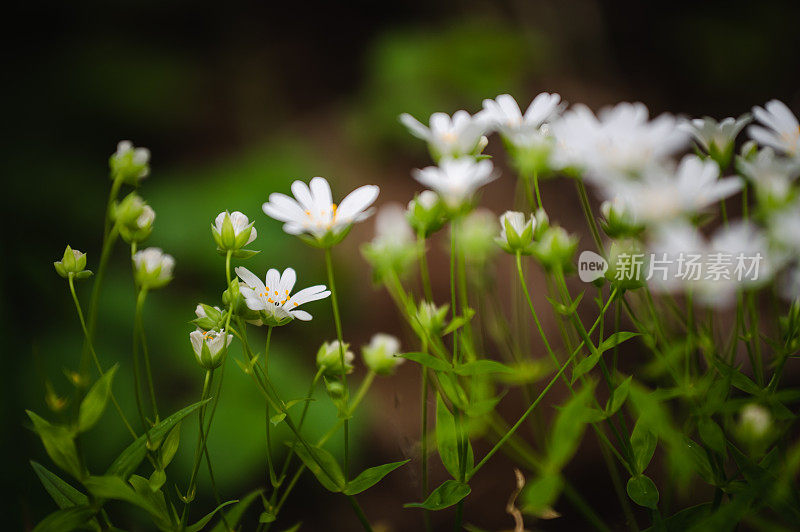 小白花背景