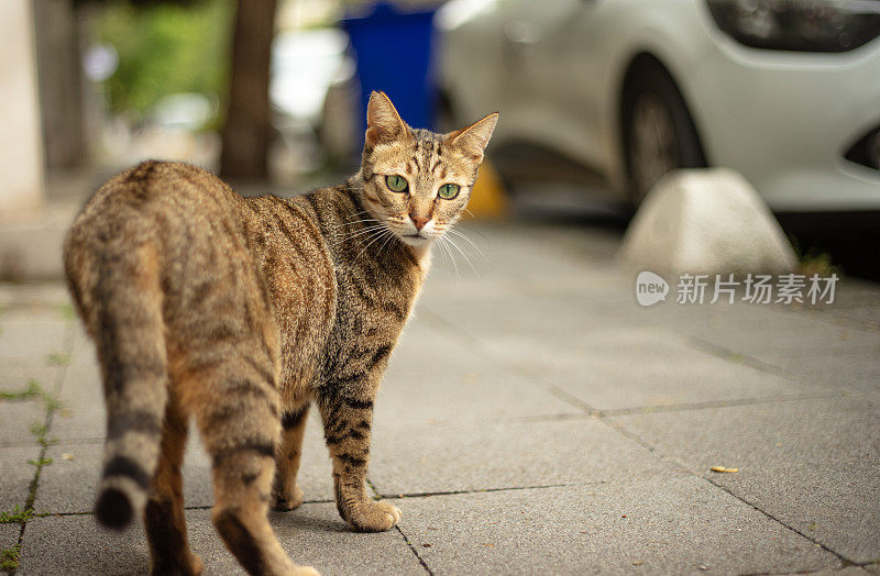 流浪虎斑猫在看镜头。