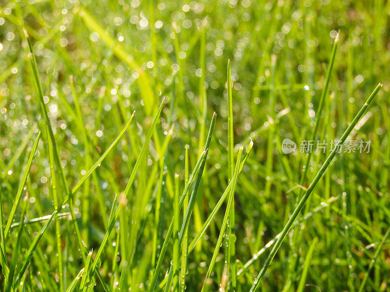 新鲜的夏天的草有水珠。茂盛的草叶上露珠的特写。草地上多汁茂盛的绿草，在晨光中有一滴滴的水珠