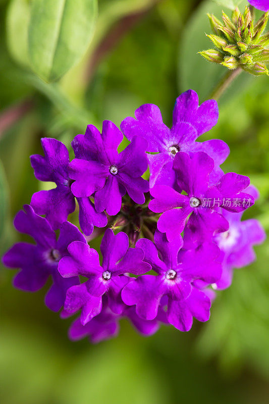 紫色马鞭草花头