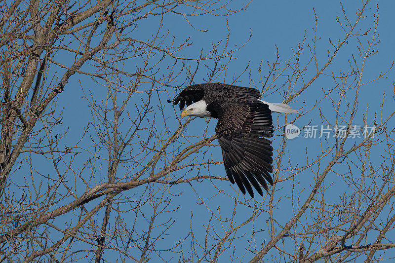 北美美国西部蒙大拿州大草原上筑巢的秃鹰