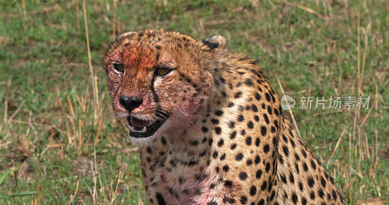肯尼亚马赛马拉公园，印度猎豹，非洲巨爪豹，满脸血色的成年猎豹