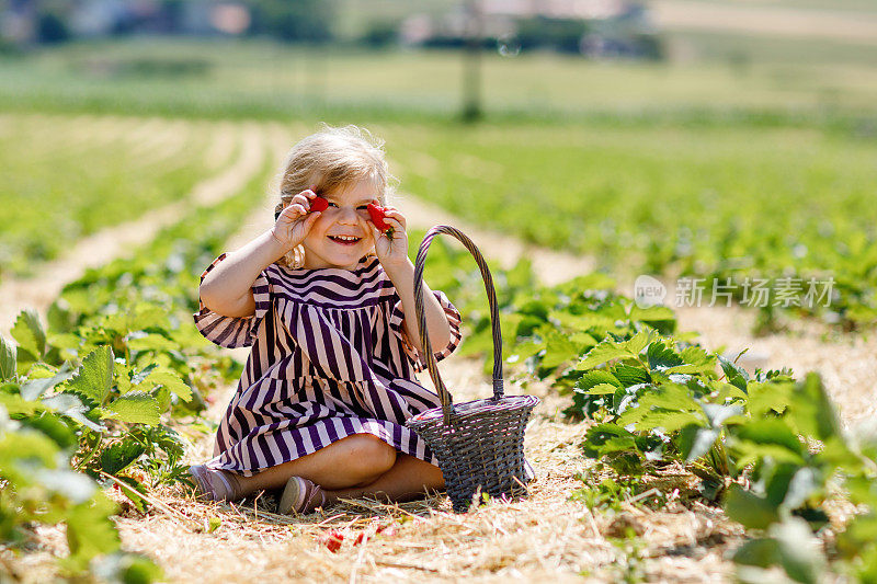 快乐的小女孩采摘和吃健康的草莓在有机浆果农场在夏天，在阳光明媚的日子。孩子乐于助人。孩子在草莓园，成熟的红色浆果。