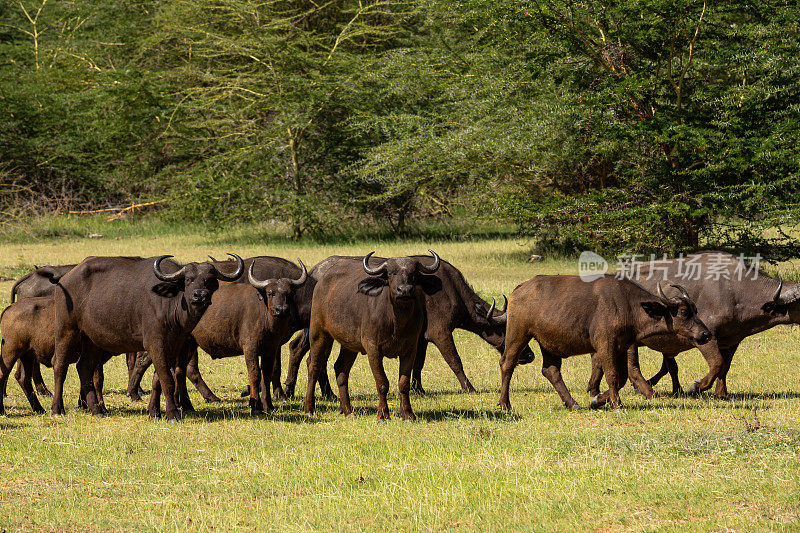 野生动物中的非洲野牛群