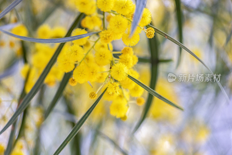 特写美丽的金合欢树黄色的花和芽，澳大利亚本土之字形金合欢，金合欢，背景与复制空间