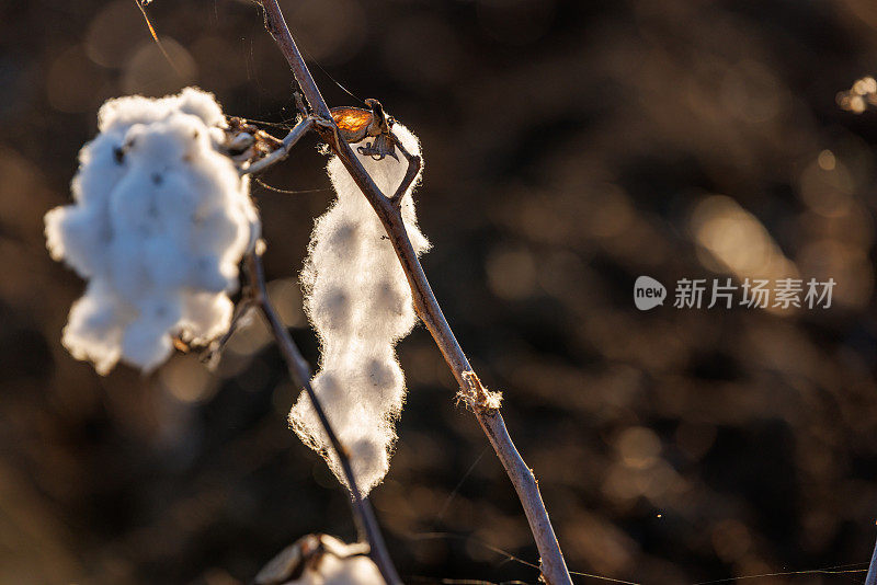 棉花种植