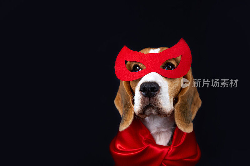 一只可爱的小猎犬穿着超级英雄的服装:戴着红色的面具和斗篷