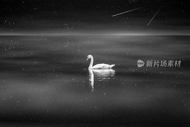 梦一般的黑白天鹅夜游湖面的影像