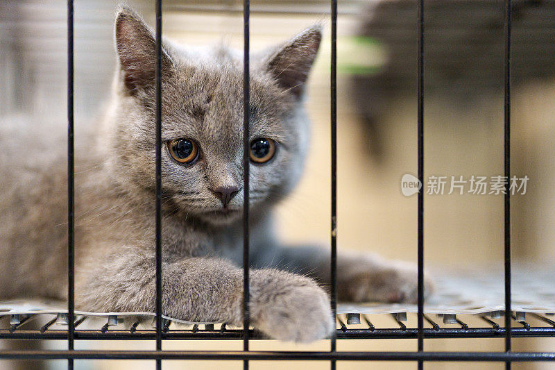 在收容所的笼子里，一只悲伤而孤独的灰猫，身上有烟熏毛。