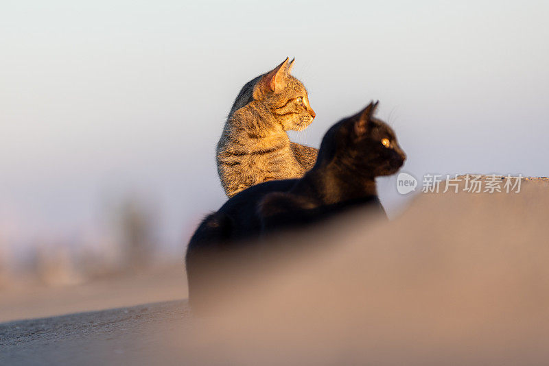 两只流浪猫。