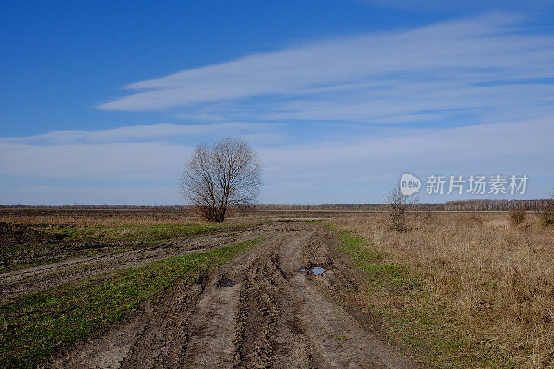 田野里一条土路旁孤零零的柳树。春天的风景。