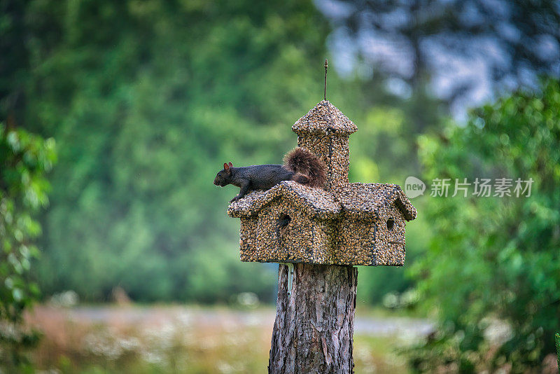 黑松鼠坐在石头宫殿鸟屋上