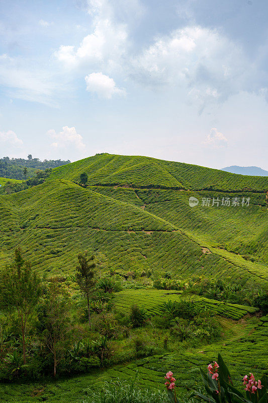 马来西亚金马仑高地的茶园