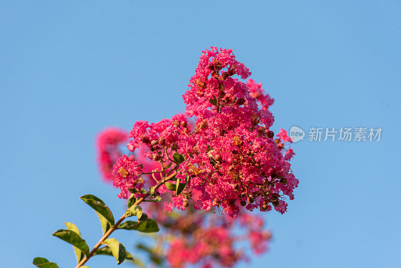 地中海沿岸夏日晴朗天空下的粉红紫薇花