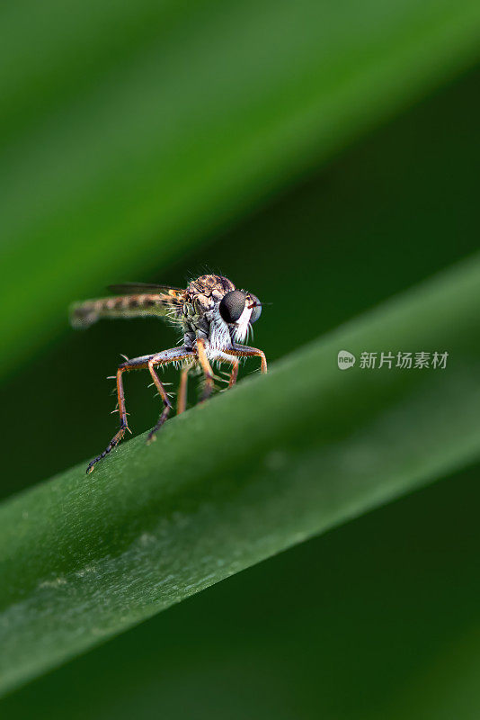 盗蝇或助蝇(双翅目蝇科)