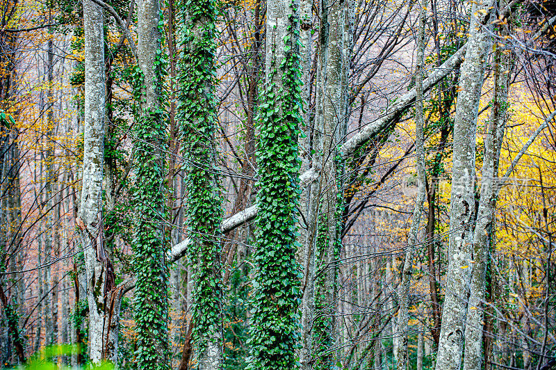 森林里覆盖着山毛榉树干的藤蔓