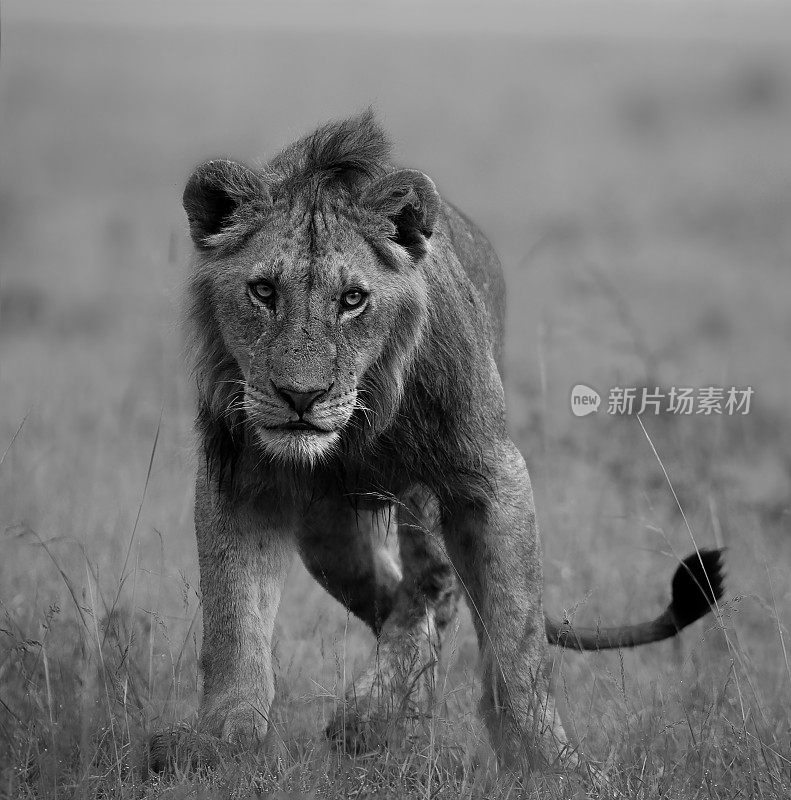 雄伟的非洲狮大步穿过热带稀树草原的灰度图。