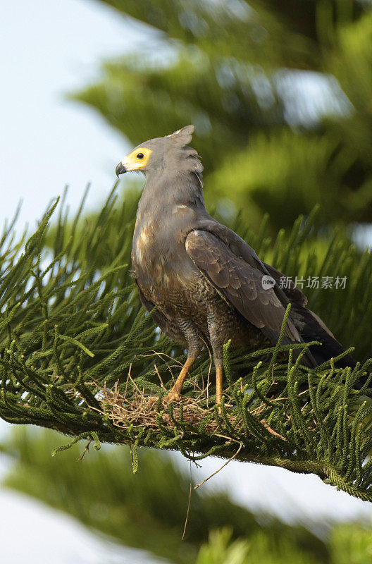 非洲Harrier-Hawk