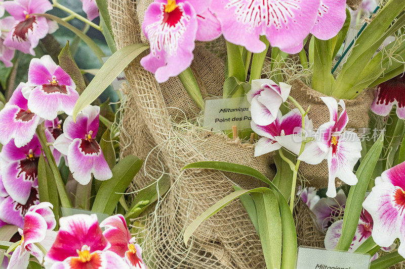 英国伦敦的Miltoniopsis“三色兰花”