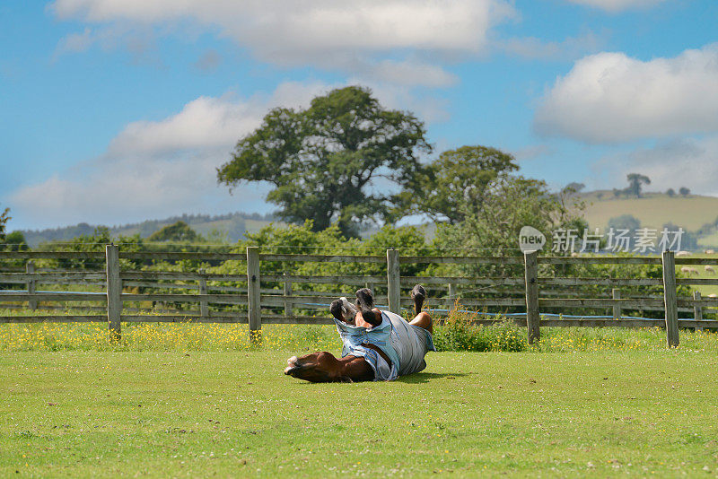 阳光明媚的日子里，一匹大马披着飞毯在地里的草地上滚来滚去，在背上挠了挠痒痒，玩得很开心。