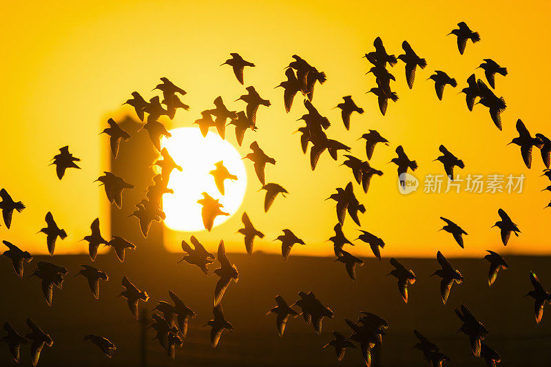 鸟群和清晨的阳光