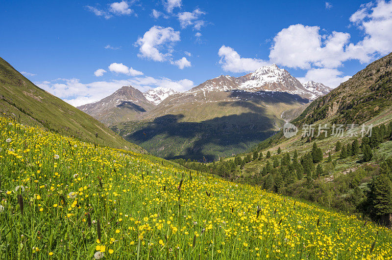 奥地利蒂罗尔阿尔卑斯山脉的春天草地上盛开着毛茛野花