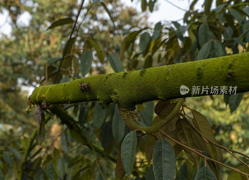 植物病害