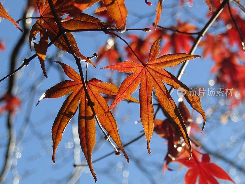 日本。12月。红红的枫叶映衬着蔚蓝的天空。