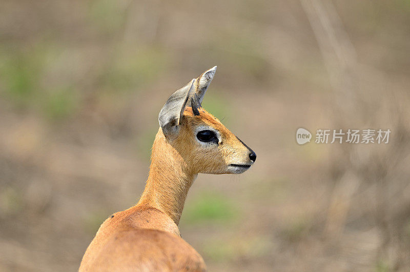 小岩羚